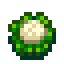 Cauliflower